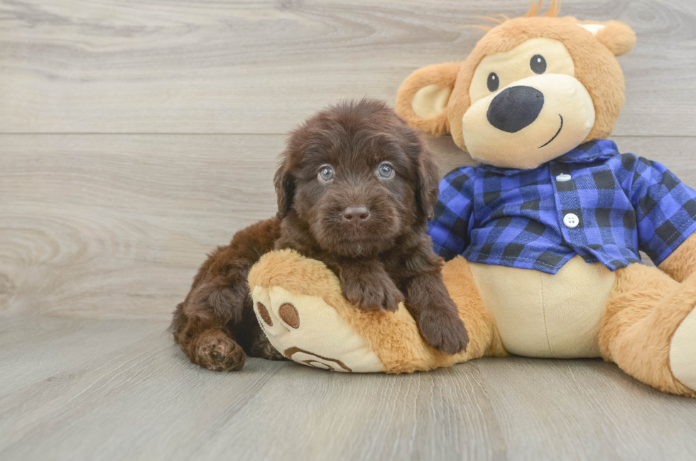 5 week old Mini Labradoodle Puppy For Sale - Lone Star Pups