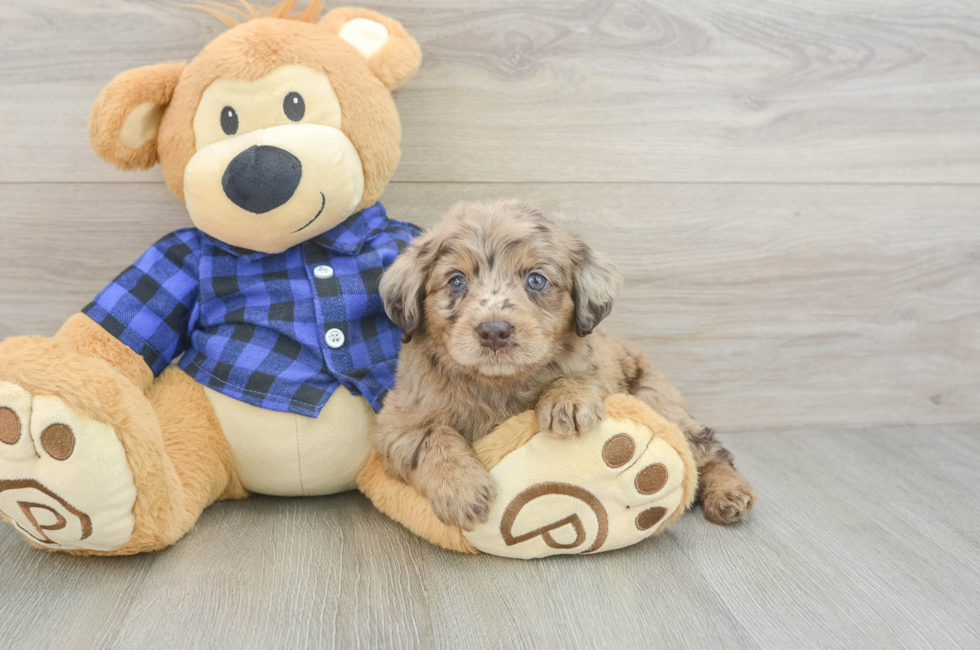 5 week old Mini Labradoodle Puppy For Sale - Lone Star Pups