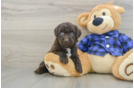 Best Mini Labradoodle Baby