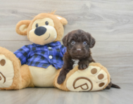 7 week old Mini Labradoodle Puppy For Sale - Lone Star Pups