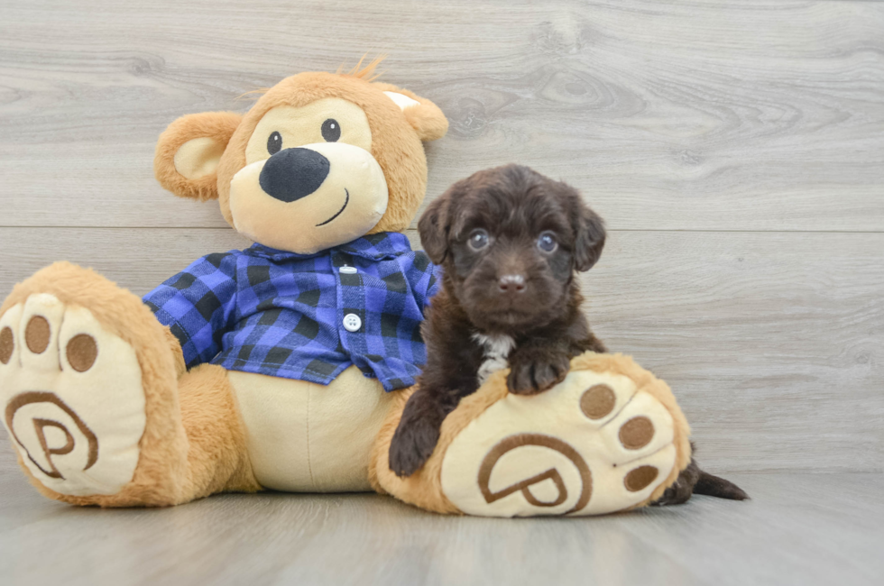 5 week old Mini Labradoodle Puppy For Sale - Lone Star Pups