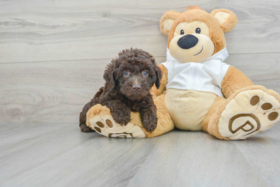 Mini Labradoodle Pup Being Cute