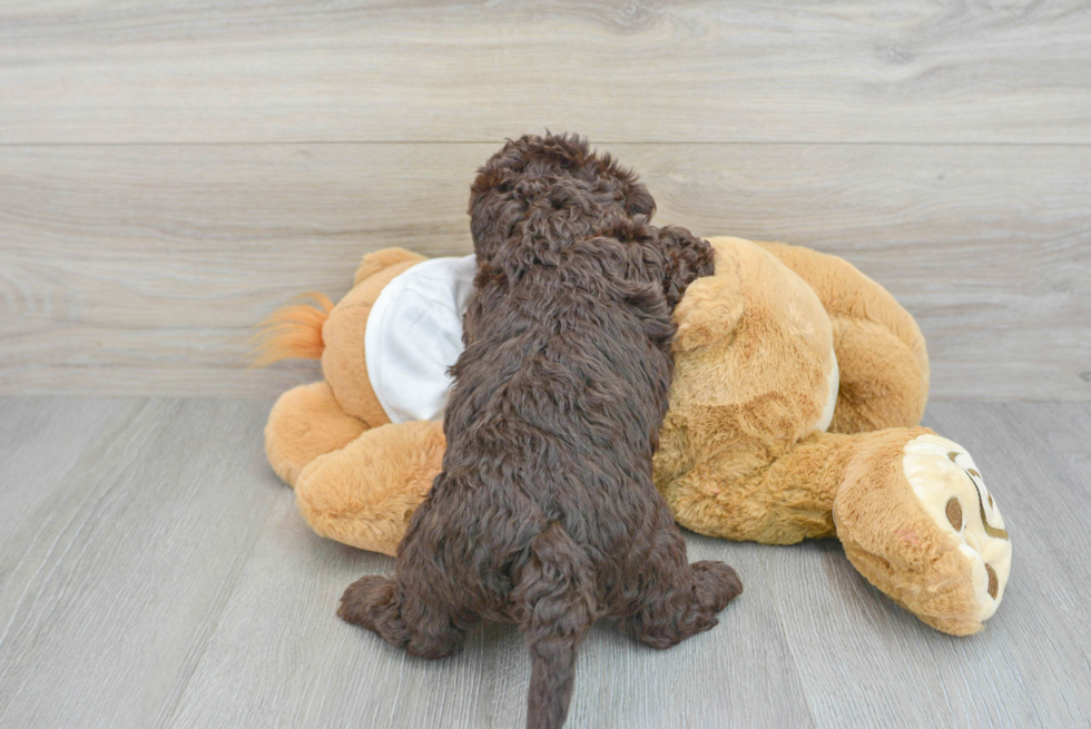 Best Mini Labradoodle Baby