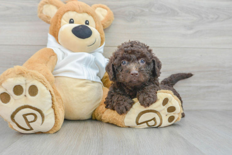 Mini Labradoodle Puppy for Adoption