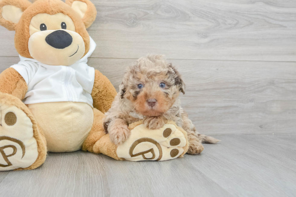 Mini Labradoodle Pup Being Cute