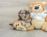 5 week old Mini Labradoodle Puppy For Sale - Lone Star Pups