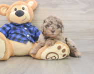 7 week old Mini Labradoodle Puppy For Sale - Lone Star Pups