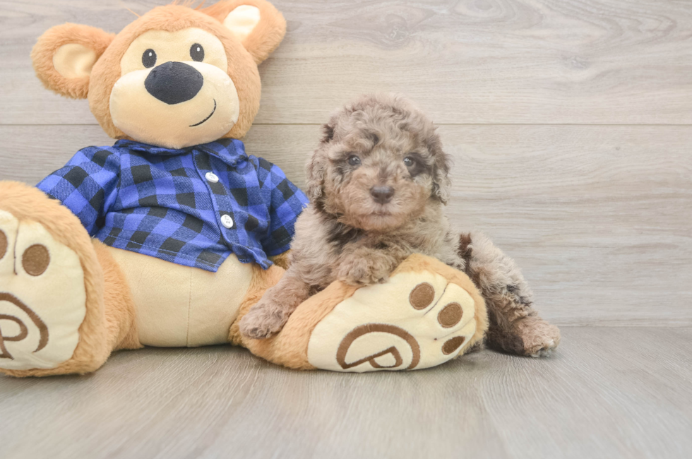 5 week old Mini Labradoodle Puppy For Sale - Lone Star Pups