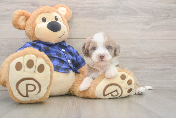 Petite Mini Labradoodle Poodle Mix Pup