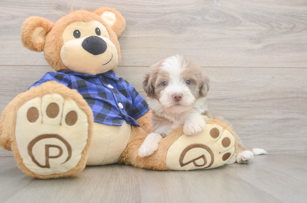 5 week old Mini Labradoodle Puppy For Sale - Lone Star Pups