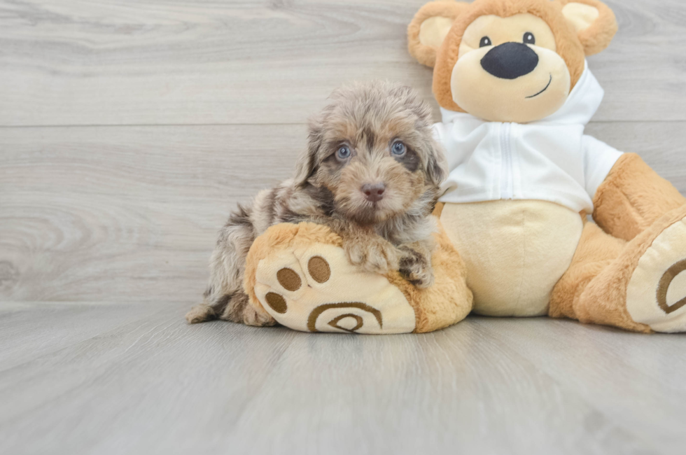 7 week old Mini Labradoodle Puppy For Sale - Lone Star Pups