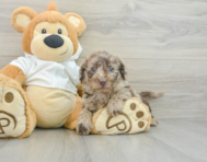 5 week old Mini Labradoodle Puppy For Sale - Lone Star Pups