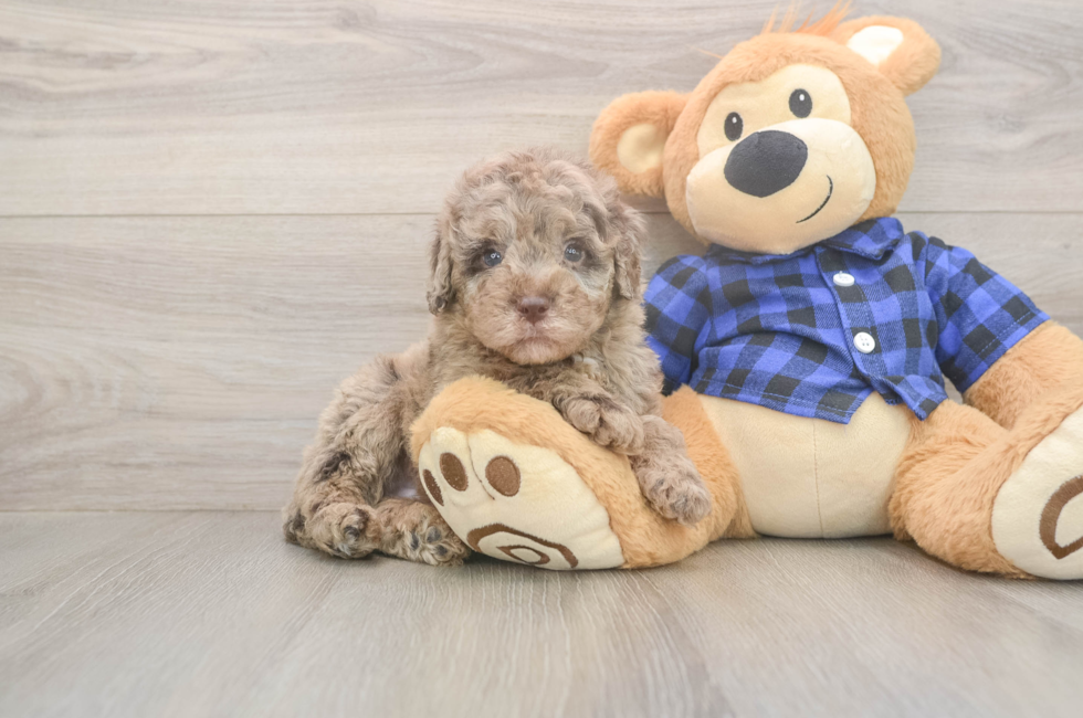5 week old Mini Labradoodle Puppy For Sale - Lone Star Pups