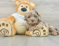 6 week old Mini Labradoodle Puppy For Sale - Lone Star Pups