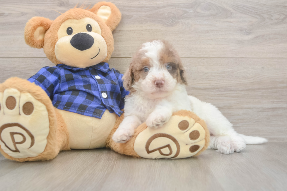 5 week old Mini Labradoodle Puppy For Sale - Lone Star Pups