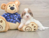 6 week old Mini Labradoodle Puppy For Sale - Lone Star Pups 6 week old Mini Labradoodle Puppy For Sale - Lone Star Pups