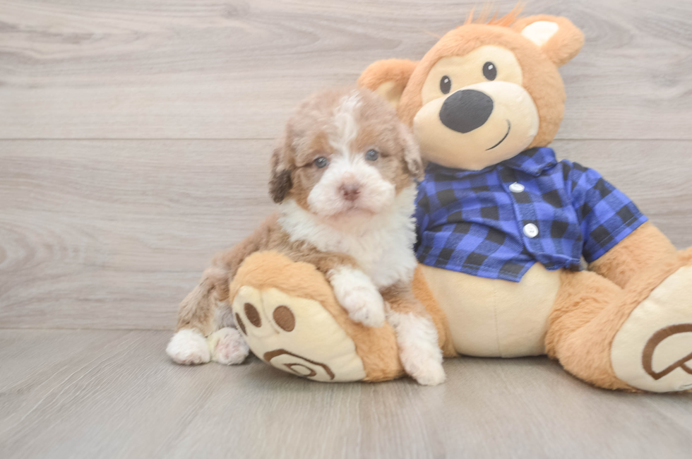 5 week old Mini Labradoodle Puppy For Sale - Lone Star Pups