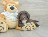 5 week old Mini Labradoodle Puppy For Sale - Lone Star Pups