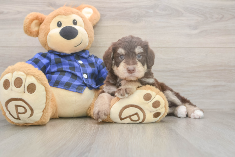 Fluffy Mini Labradoodle Poodle Mix Pup