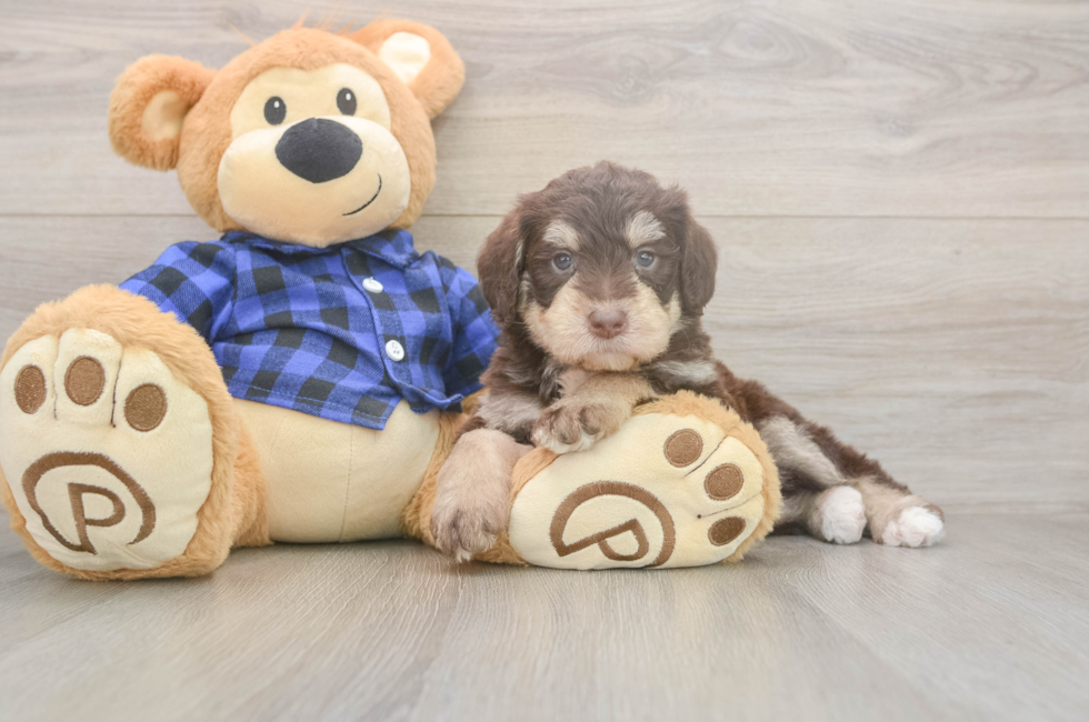 5 week old Mini Labradoodle Puppy For Sale - Lone Star Pups