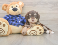 6 week old Mini Labradoodle Puppy For Sale - Lone Star Pups 6 week old Mini Labradoodle Puppy For Sale - Lone Star Pups