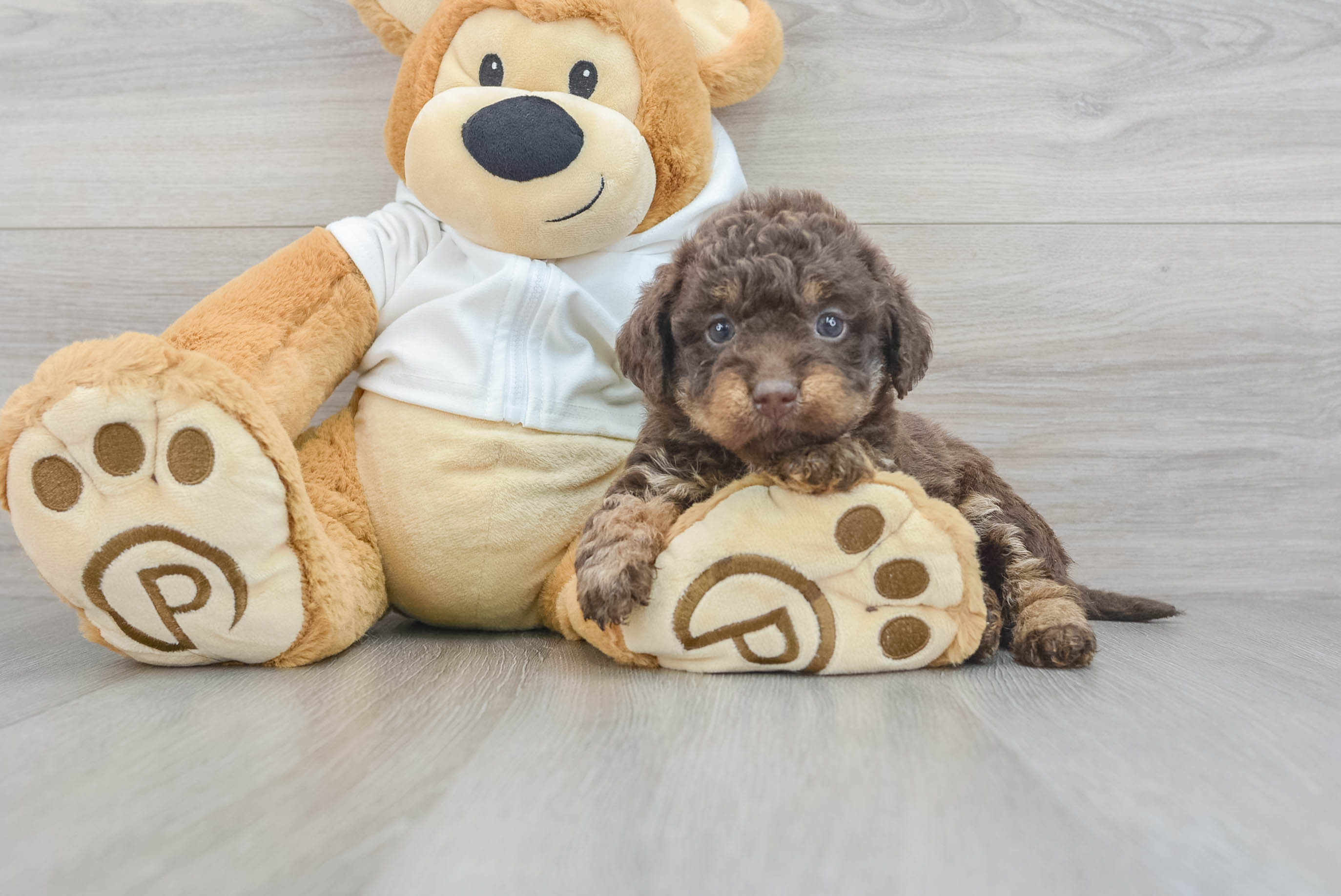 Fluffy Mini Labradoodle Poodle Mix Pup