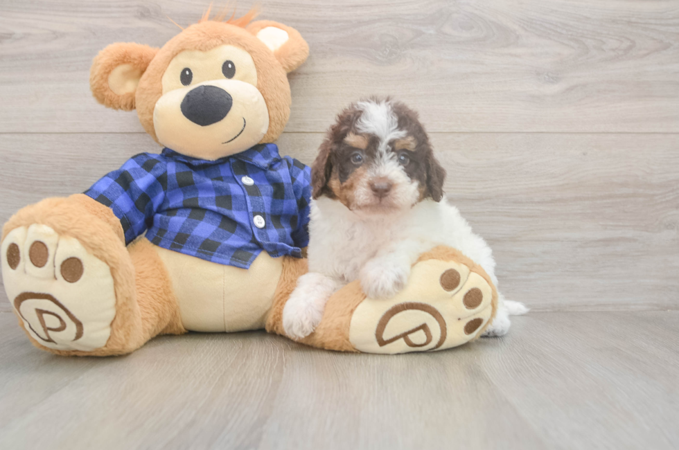 5 week old Mini Labradoodle Puppy For Sale - Lone Star Pups