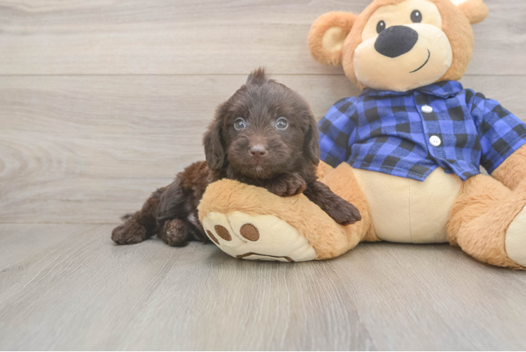 Hypoallergenic Labrapoo Poodle Mix Puppy