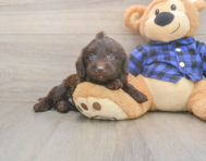 5 week old Mini Labradoodle Puppy For Sale - Lone Star Pups