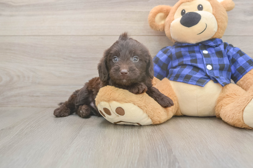 5 week old Mini Labradoodle Puppy For Sale - Lone Star Pups