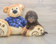 5 week old Mini Labradoodle Puppy For Sale - Lone Star Pups