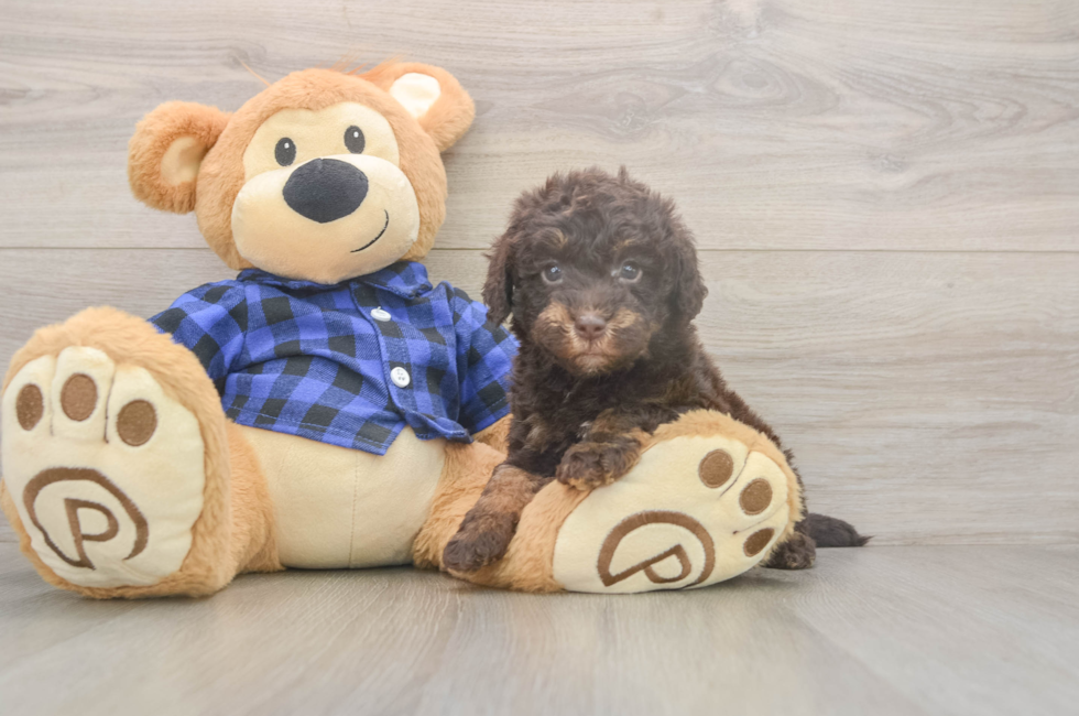 5 week old Mini Labradoodle Puppy For Sale - Lone Star Pups