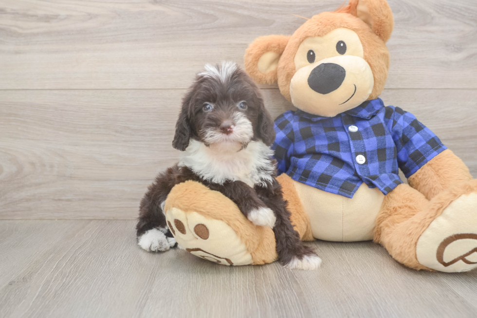 Friendly Mini Labradoodle Baby