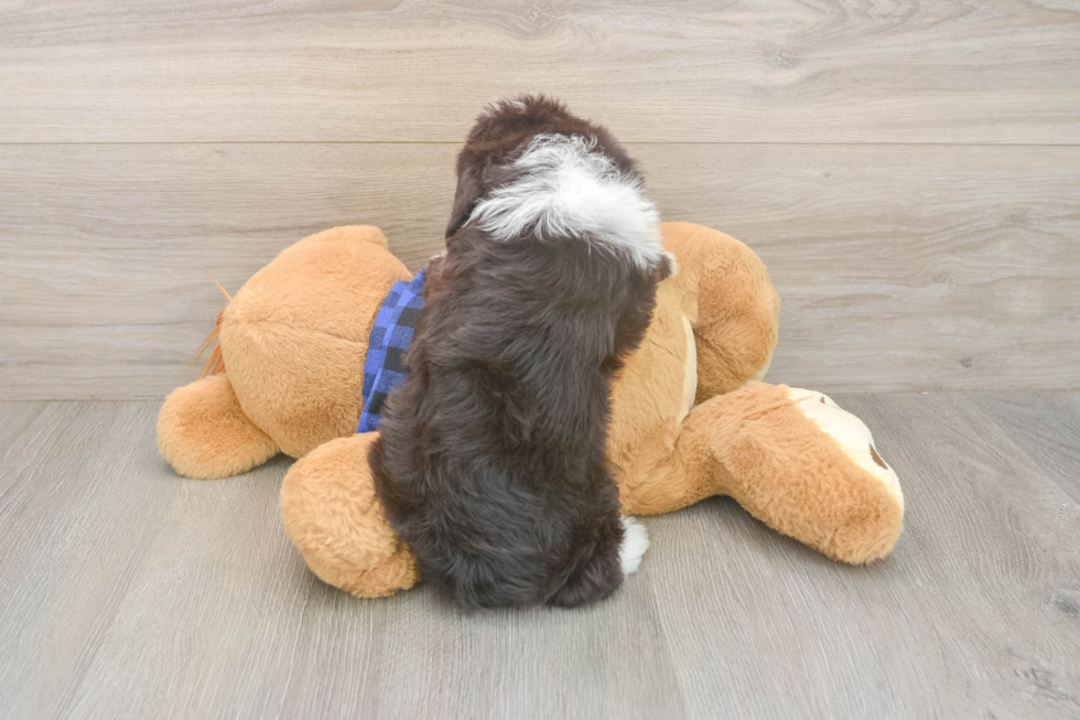 Playful Labrapoo Poodle Mix Puppy