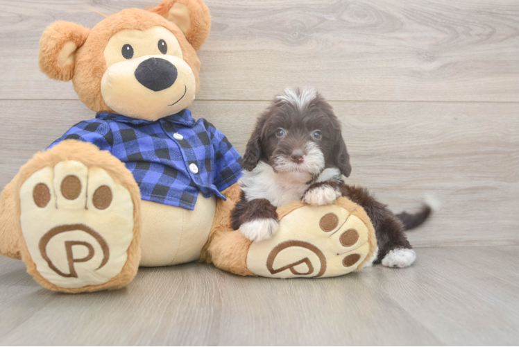 Mini Labradoodle Puppy for Adoption