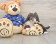 5 week old Mini Labradoodle Puppy For Sale - Lone Star Pups