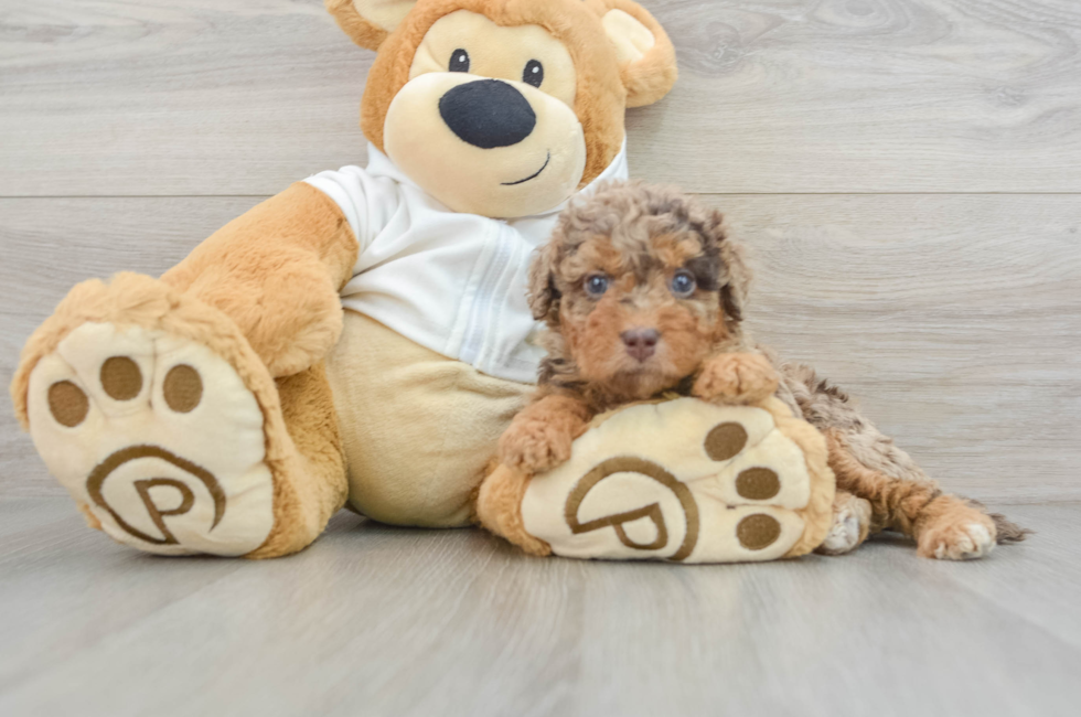7 week old Mini Labradoodle Puppy For Sale - Lone Star Pups