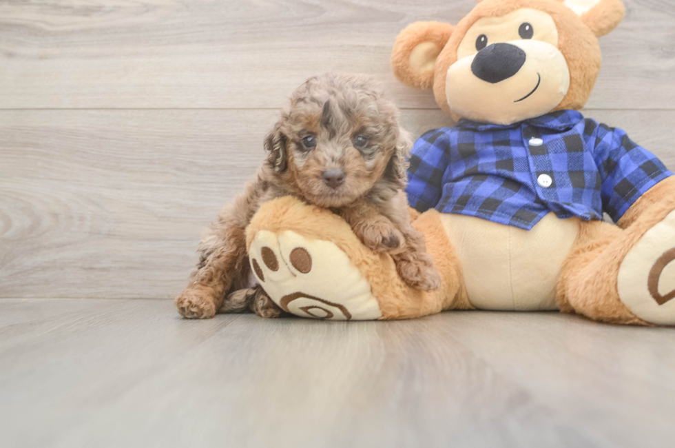6 week old Mini Labradoodle Puppy For Sale - Lone Star Pups