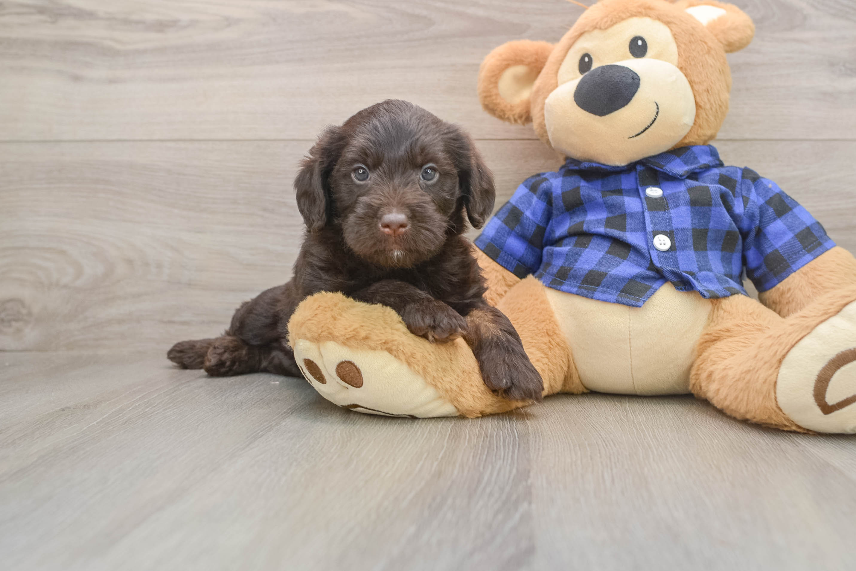 Popular Mini Labradoodle Poodle Mix Pup