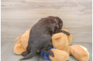 Hypoallergenic Labrapoo Poodle Mix Puppy