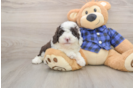 Fluffy Mini Labradoodle Poodle Mix Pup