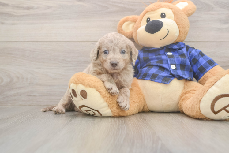 Funny Mini Labradoodle Poodle Mix Pup