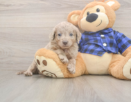 6 week old Mini Labradoodle Puppy For Sale - Lone Star Pups