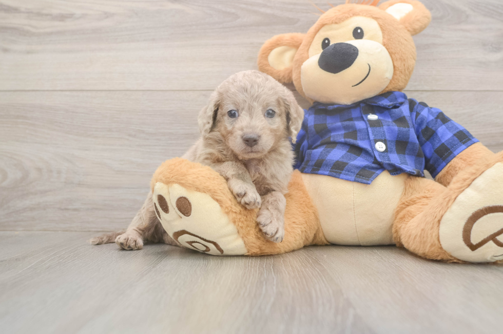 6 week old Mini Labradoodle Puppy For Sale - Lone Star Pups