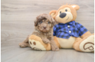 Best Mini Labradoodle Baby