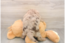 Best Mini Labradoodle Baby