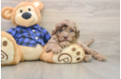 Best Mini Labradoodle Baby