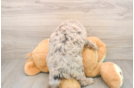 Little Labrapoo Poodle Mix Puppy