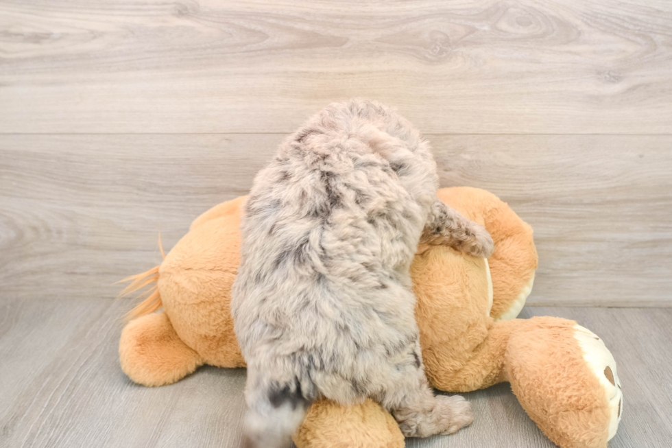 Little Labrapoo Poodle Mix Puppy