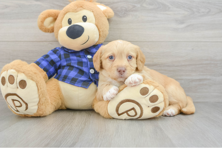 Petite Mini Labradoodle Poodle Mix Pup